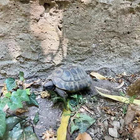 Windows On The Garden * 的里雅斯特